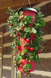 O grădină cu capul în jos sau plantele în creștere într-o formă inversată, efari