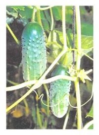 Огірок посівний (cucumis sativus)