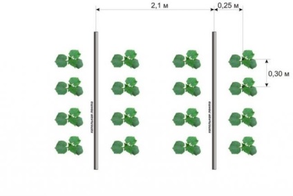 Cucumber Cedric f1 Descrierea varietății, principalele caracteristici, recenzii, agrotehnică, fotografii, video