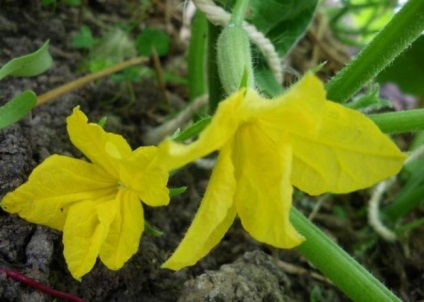 Cucumber Cedric f1 Descrierea varietății, principalele caracteristici, recenzii, agrotehnică, fotografii, video