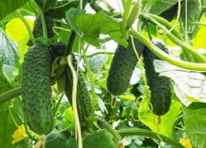 Cucumber Cedric f1 Descrierea varietății, principalele caracteristici, recenzii, agrotehnică, fotografii, video