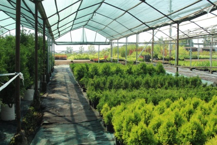 Despre noi seleniu, magazin online și plante grădinărit