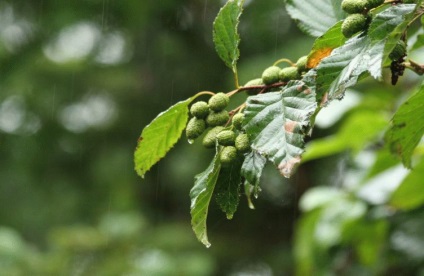 Alder - cultivarea, reproducerea, plantarea și îngrijirea