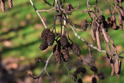 Alder - cultivarea, reproducerea, plantarea și îngrijirea