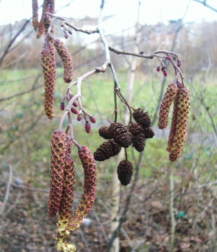 Alder - cultivarea, reproducerea, plantarea și îngrijirea