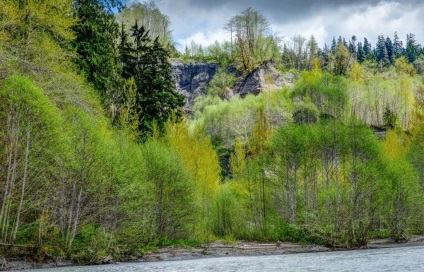 Alder - cultivarea, reproducerea, plantarea și îngrijirea