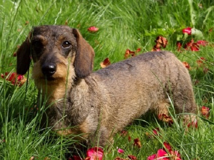 Опис породи собак кроляча такса стандарт, догляд, фото і відгуки власників