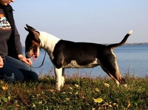 Leírás Miniatűr Bull Terrier kutyafajta tulajdonosainak vélemények és fotók