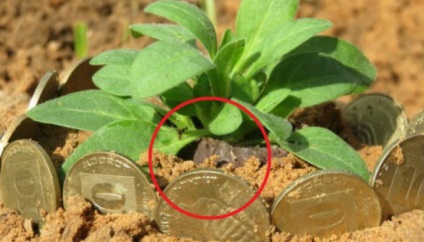 Tapasztalt kertészek, hogy miért a kertben, hogy a bank a rozsdás szögek, faház trükkök (kert) Tapasztalt kertészek, hogy miért a kertben, hogy a bank a rozsdás szögek, faház trükkök