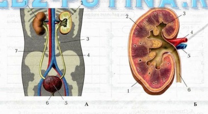 Organele sistemului urinar