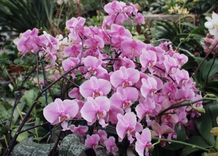 Орхідея фаленопсис - види і сорти, фото квітконосу і догляд після цвітіння, добрива і грунт, ціна