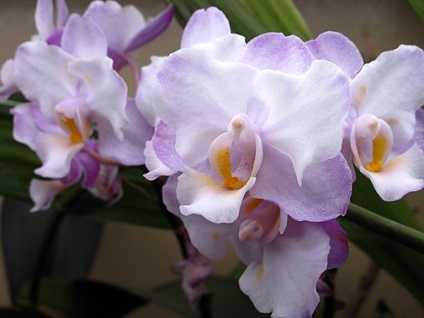Phalaenopsis orhidee - specie și soiuri, fotografie pedunculă și îngrijire după înflorire, îngrășământ și sol, preț