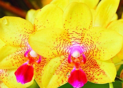 Орхідея фаленопсис - види і сорти, фото квітконосу і догляд після цвітіння, добрива і грунт, ціна