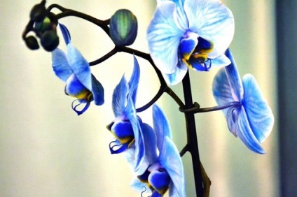 Phalaenopsis orhidee - specie și soiuri, fotografie pedunculă și îngrijire după înflorire, îngrășământ și sol, preț