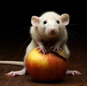 Caracteristicile șoarecilor de hrănire pentru hrană
