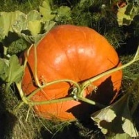 Caracteristici de cultivare a morcovilor - o legumă utilă