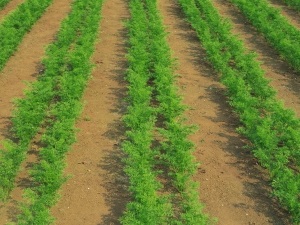 Особливості вирощування моркви - корисного овоча