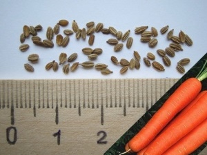 Caracteristici de cultivare a morcovilor - o legumă utilă