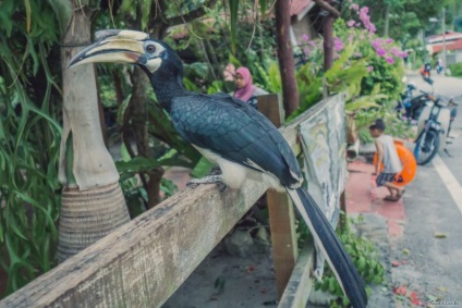 Pangkor Island, Малайзия - пътуване 4 живо - световно турне