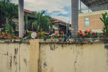 Pangkor-sziget, Malajzia - utazási 4 élő - egy világ körüli turnéra (élő) Pangkor-sziget, Malajzia - utazási 4 élő - World Tour