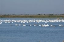 Se odihnește pe Lacul Teletskoye, pescuind pe lacul Teletskoye