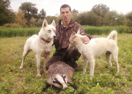 Vânătoare badger cu husky