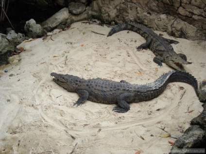 Xcaret Park - ökológiai és kulturális park Mexikóban, fotó, vélemények