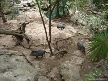 Xcaret Park - ökológiai és kulturális park Mexikóban, fotó, vélemények