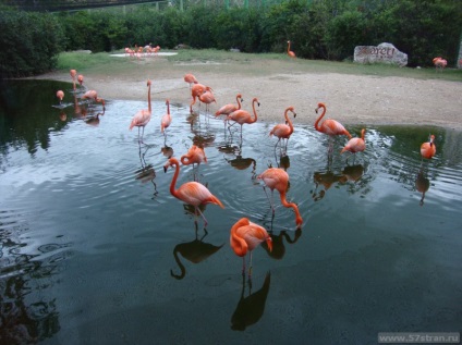 Xcaret Park - ökológiai és kulturális park Mexikóban, fotó, vélemények