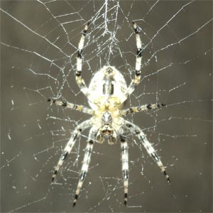 Spider Araneus - struktúra, különösen, persze, egy életmód, a test szakaszok