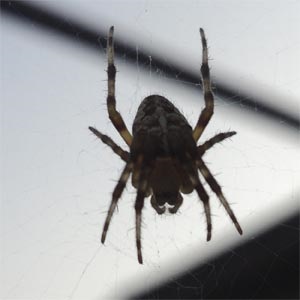 Spider-spider - structura, trăsăturile, membrele, stilul de viață, părțile corpului