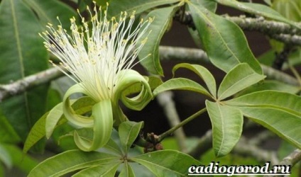 Pachira virág (fotó virág Pachira) Pachira virág