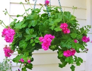 Pelargonium hang-Downing - tenyésztés és gondozás