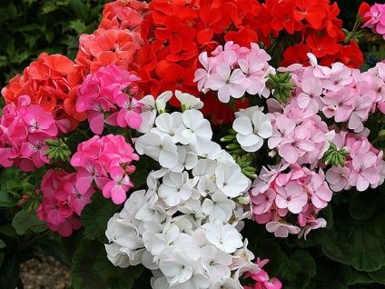 Pelargonium hang-Downing - tenyésztés és gondozás