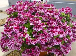 Pelargonium hang-Downing - tenyésztés és gondozás