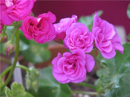 Pelargonium hang-Downing - tenyésztés és gondozás