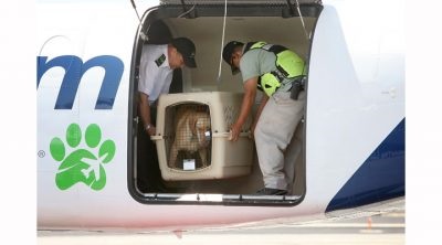 Transportul animalelor în avionul din Rusia pentru a transporta o pisică în salon, transportul de câini și de pui,