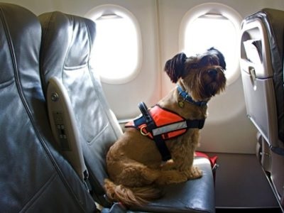 Transportul animalelor în avionul din Rusia pentru a transporta o pisică în salon, transportul de câini și de pui,