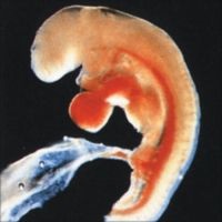 Перші ознаки вагітності після зачаття