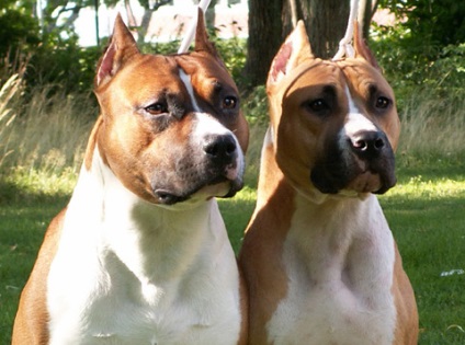Első lépések amstaff (kutya büntetés *) Első lépések amstaff