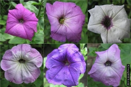 Petunia - természet bennünket körülvevő, informatív tényeket az állatok és növények (alacsony magassága a szár) Petunia - természet bennünket körülvevő, informatív tényeket az állatok és növények
