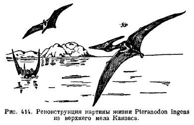 Харчування рептилій і пристосування в роду їжі - все про тваринництво