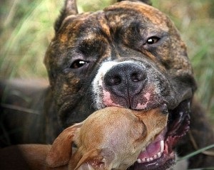 Pitbull Terrier istoric de apariție a rasei, wow miau