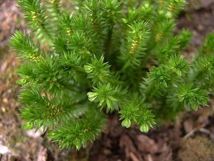 Lycopodium-Baranez vagy közönséges Baranez