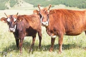 Чому монгольський метод вирощування корів не прижився у казахстанських фермерів - тваринництво,