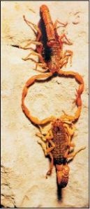 Чому скорпіон не може сам себе отруїти, наука і життя