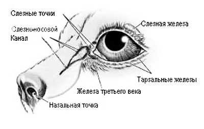 Защо Малта Малта течащи очи - какво да правят