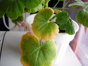 De ce frunze galbene în geraniums în diferite momente ale anului cum să remediați această situație