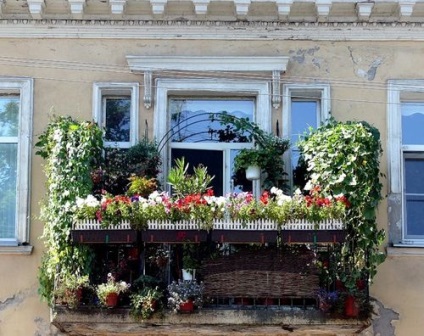 Dulapuri de flori suspendate pe balcon - fotografii ale opțiunilor
