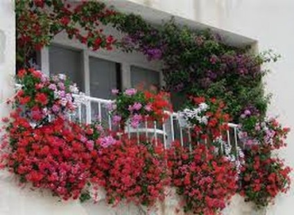 Підвісні ящики для квітів на балконі - фотографії варіантів